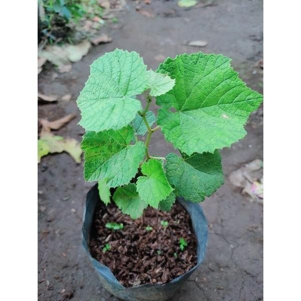 

Bibit Anggur Merah Red Prince - Pohon Buah Anggur Merah Best Seller