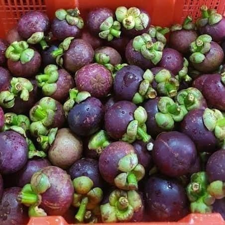 

Bibit Pohon Manggis - Buah Manggis Tanaman Manggis Manis Si Ratu Buah Best Seller
