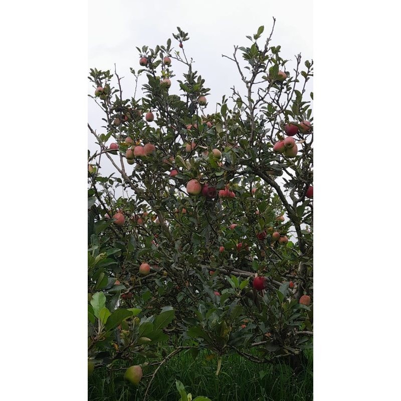 

apel malang jenis Ana