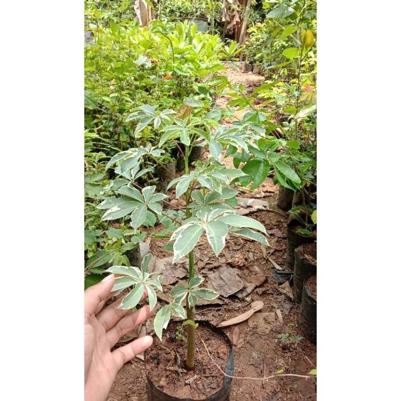 Omahijoofficial Bibit Randu Varigata Bahan Bonsai Randu Variegata