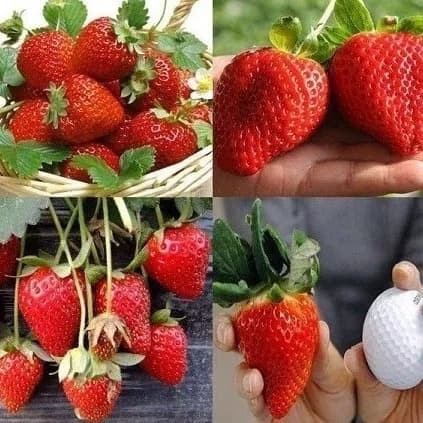 Bibit pohon strawberry red giant australia jumbo / Tanaman buah jumbo ASLI