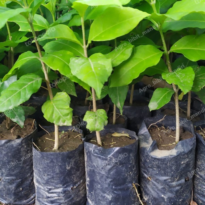 Bibit tanaman pohon buah kacang amazon almond unggul berkualitas ASLI