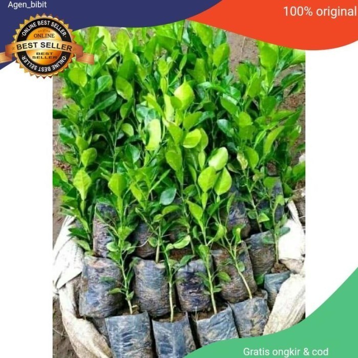 READY Bibit tanaman jerut purut/Pohon buah jeruk purut NGETOOP ASLI