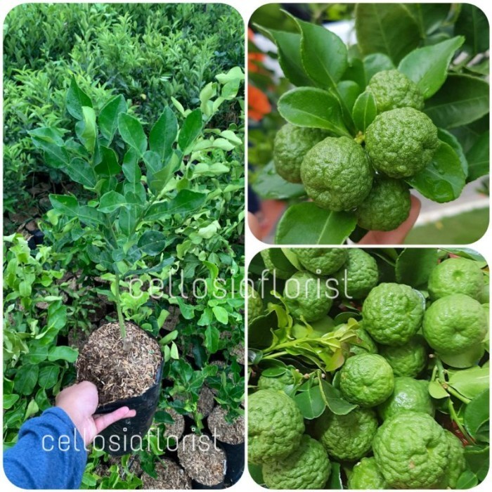 Bibit Tanaman Buah Jeruk Purut Okulasi Cepat Berbuah pohon hidup MM04 ASLI