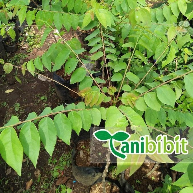 Bibit Pohon Belimbing Wuluh - Tanaman Buah Belimbing Wuluh CCCC ASLI