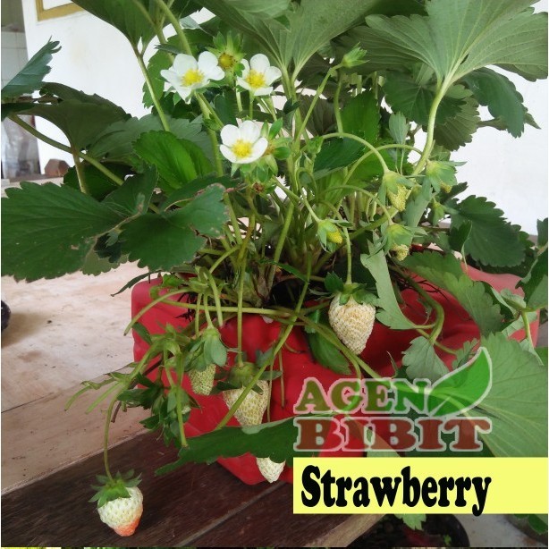 FREESS Tanaman Buah Strawberry Giant Australia - Bibit Pohon Red Merah ASLI