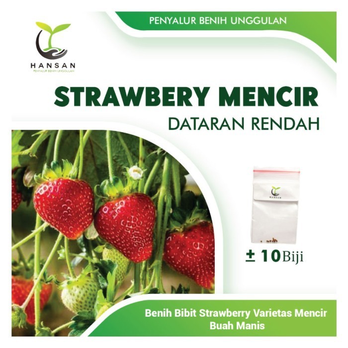 10 Benih Strawberry Mencir Dataran Rendah Bibit Buah Stroberi Jumbo