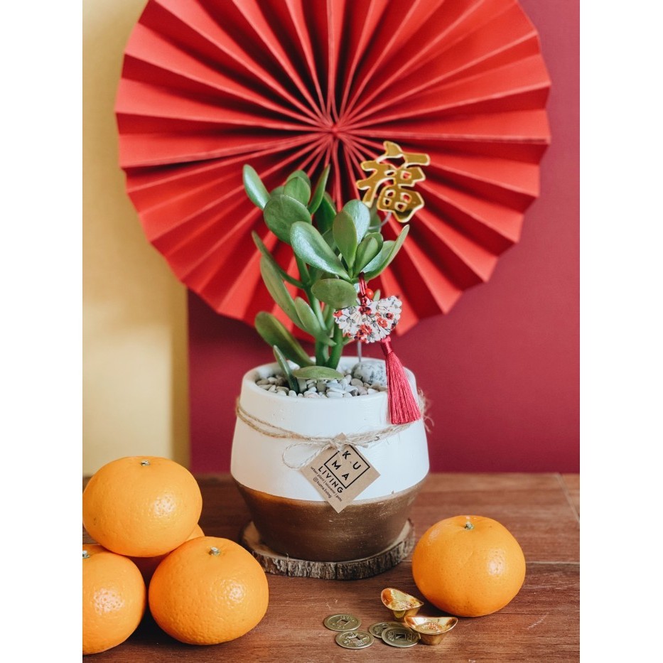 

Kuma Living Jade Plant Hampers Imlek Chinese New Year