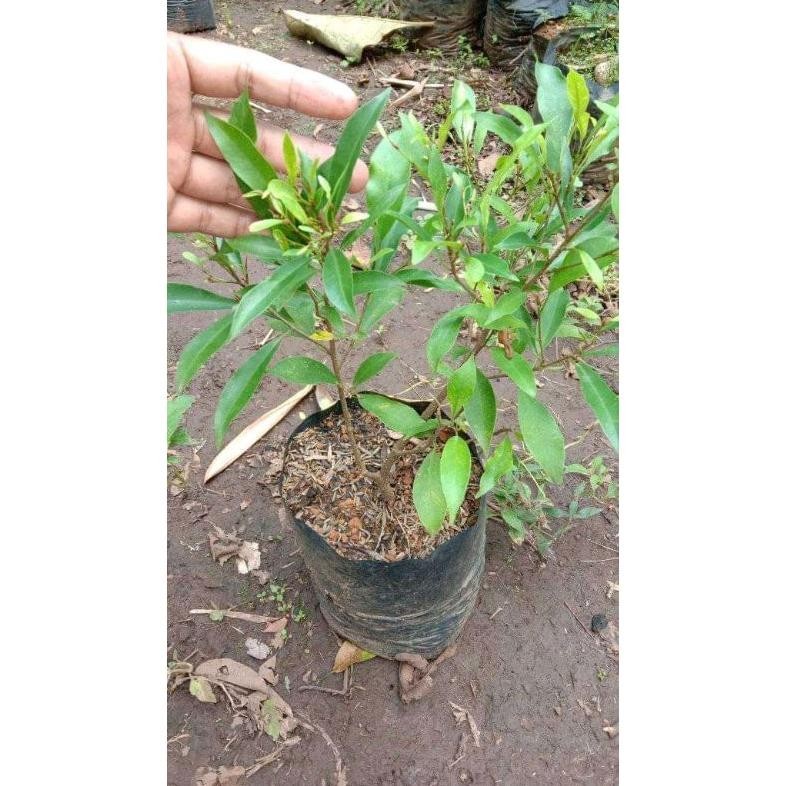 omahijoofficial Bahan Bonsai Beringin Afrika // Bibit Beringin Afrika // Ficus Afrika