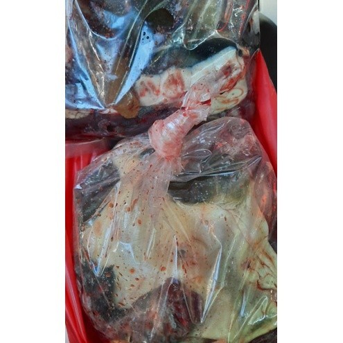 

Daging Bulus Segar 1 Ekor/1Kg -Gratisongkir
