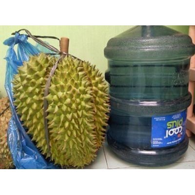 Bibit Durian Montong Kaki 3 berbuah cepat