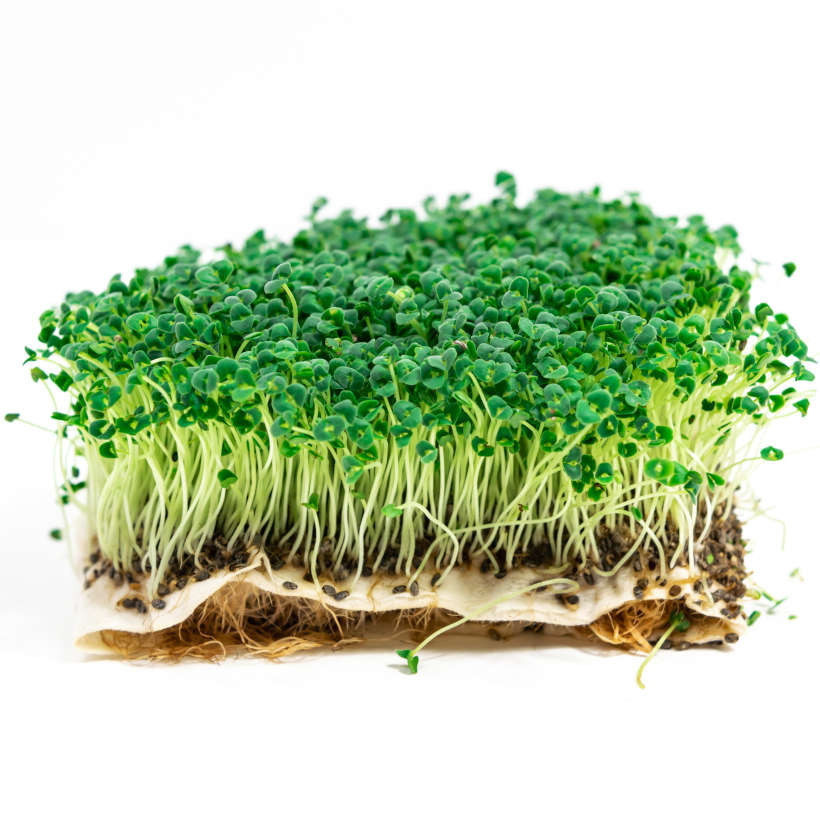 Victory Seed Bibit Benih Microgreen White Salvia Hispanica Chia (Isi 5 Gram)