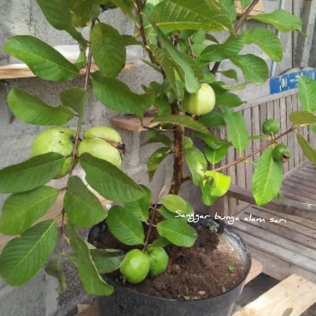 

Tanaman Jambu Kristal Besar Sudah Berbuah Pohon Jambu Ktistal Berbua