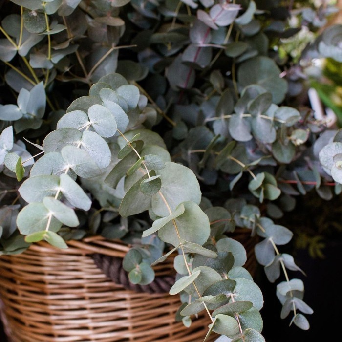 

Daun Eucalyptus Cinerea
