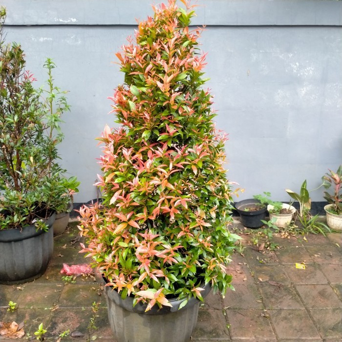 

Tanaman Hias Pucuk Merah (Tinggi 1 Meter)