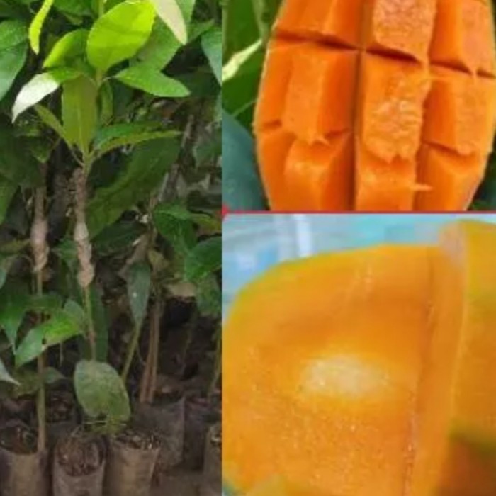 

Bibit Mangga Gadung Super Tinggi 1 M