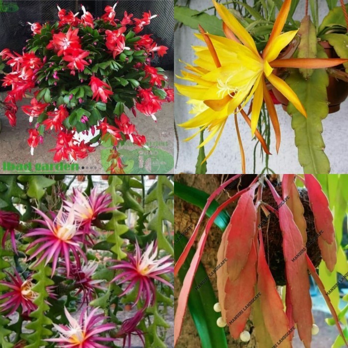 

Tanaman Hias 4 Jenis Paketan Wijaya Kusuma