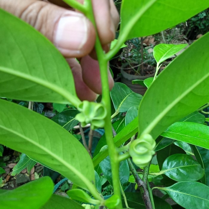 

Pohon Black Sapote Berbuah Bunga