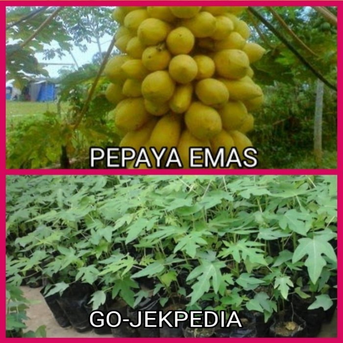 Bibit Tanaman Buah Pepaya Golden Pohon Pepaya Golden Tanaman Hidup TOP