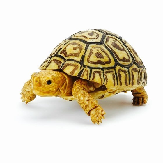 Gashapon kame 05 baby leopard turtle - gacha kura bandai dangomushi