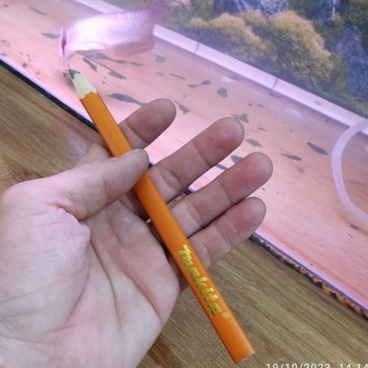 

pensil makita panjang 18cm / pensil tukang merk makita asli q70