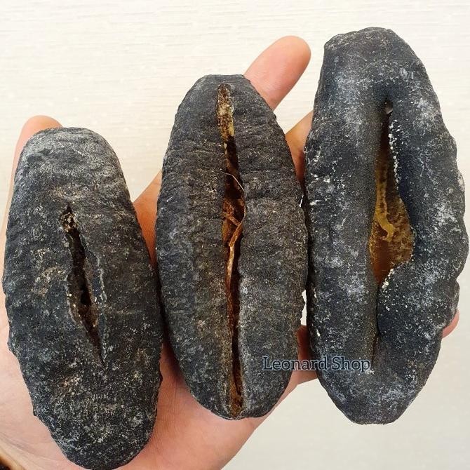 

Haisom Tubosom Hitam Kering 500G - 1KG Super Tebal Teripang Gajah Susu MS54