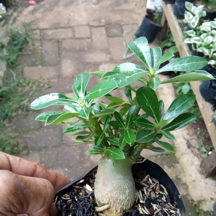 BONSAI ADENIUM ARABICUM-bibit tanaman bonsai adenium arabicum TOPP