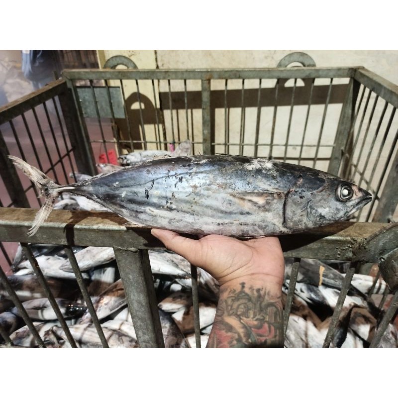

PROMO!!! IKAN CAKALANG FROZEN 1KG