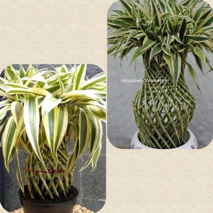 Tanamn Bambu Hoki Varigata / Bambu Hoki Model Guci