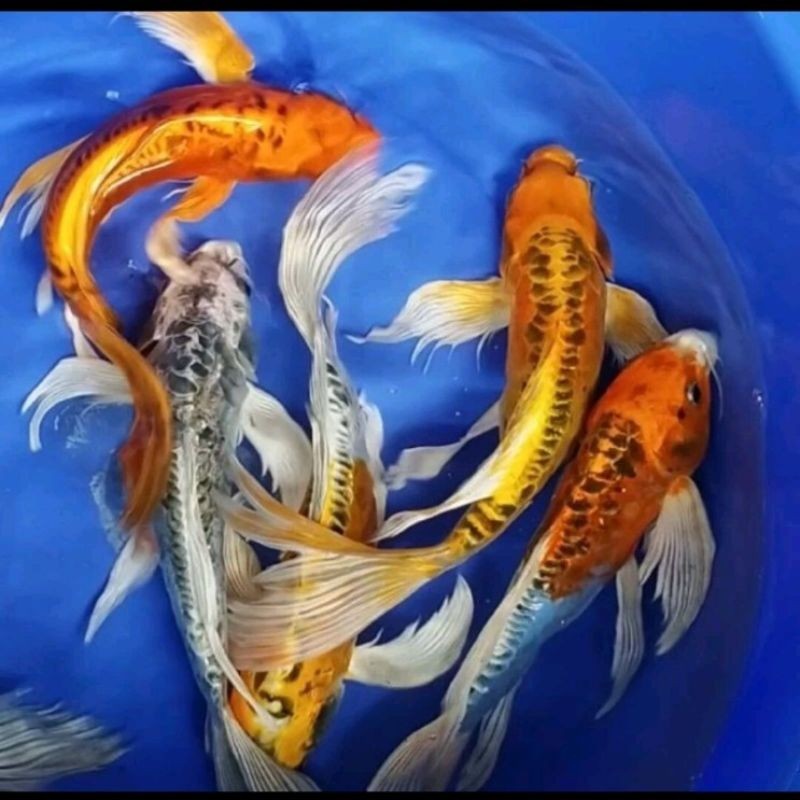 PAKET 10 KOI 6/8 CM METALIK SLYER KUMPAI IMPORT JEPANG//TERLARIS Murah