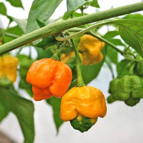 Gratis Bonus - 2 Bibit Benih Cabe 7Pot Kuning