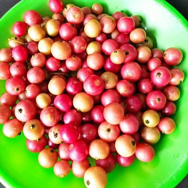 Flash Sale - Bibit Benih Buah Kersen - 500 Biji