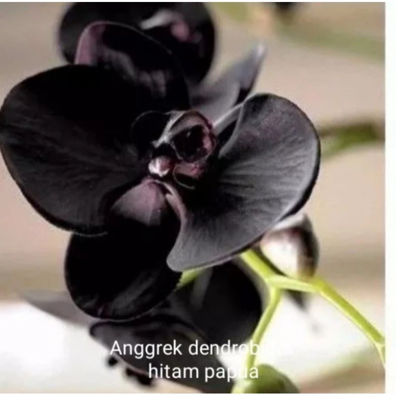 Tanaman hias anggrek dendrobium bunga hitam papua
