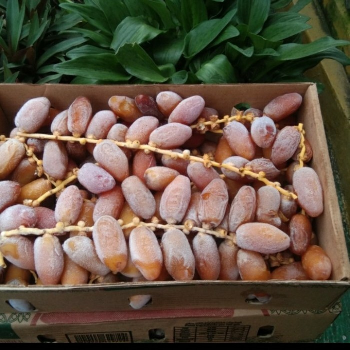 

kurma libya 3kg