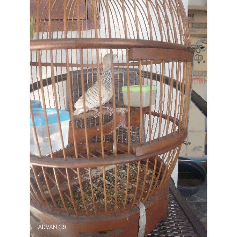 Perkutut Udan Mas Gacor Tuah Wibawa Pelarisan Pembawa Rezeki plus jamu Anggungan