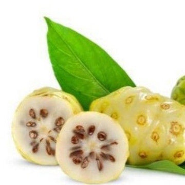 

Online Seeds Buah Mengkudu Segar - 1 Buah