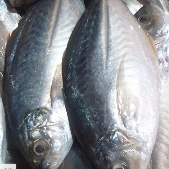 

ikan selar galu segar per 1/2kg