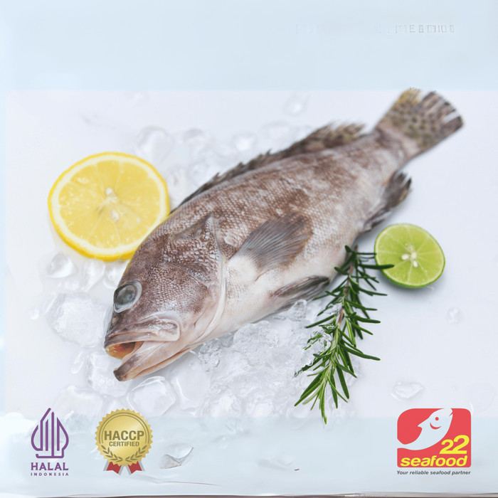 

Ayala - Ikan Kerapu 1 Kg / Ikan Kerapu Utuh / Ikan Kualitas Segar / Seafood 22