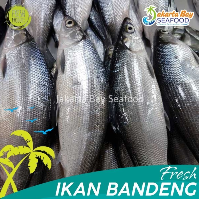 

Ayala - Ikan Bandeng Segar 2-3 Ekor 1Kg/Bandeng Laut Fresh/Seafood