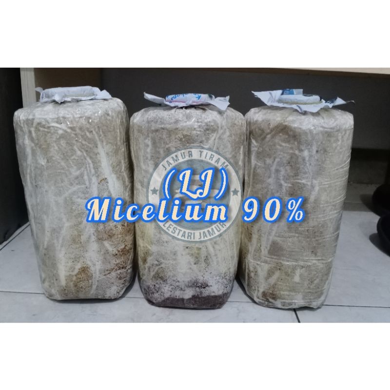

BAGLOG JAMUR TIRAM PUTIH & COKLAT, UKURAN 20X35 CM, BERAT 1,4/1,5 KG