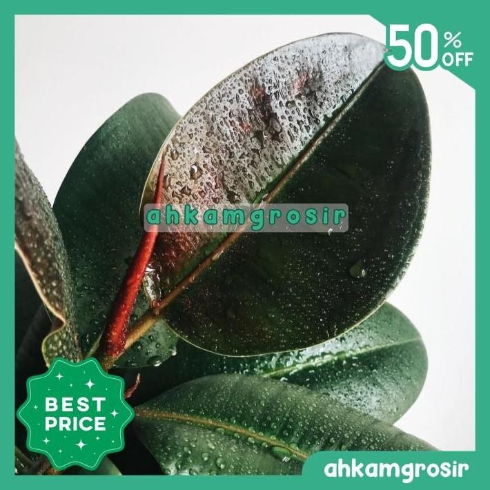POHON KARET KEBO HIJAU MERAH BURGUNDY - TANAMAN HIAS BIBIT FICUS PLANT GRATIS ONGKIR