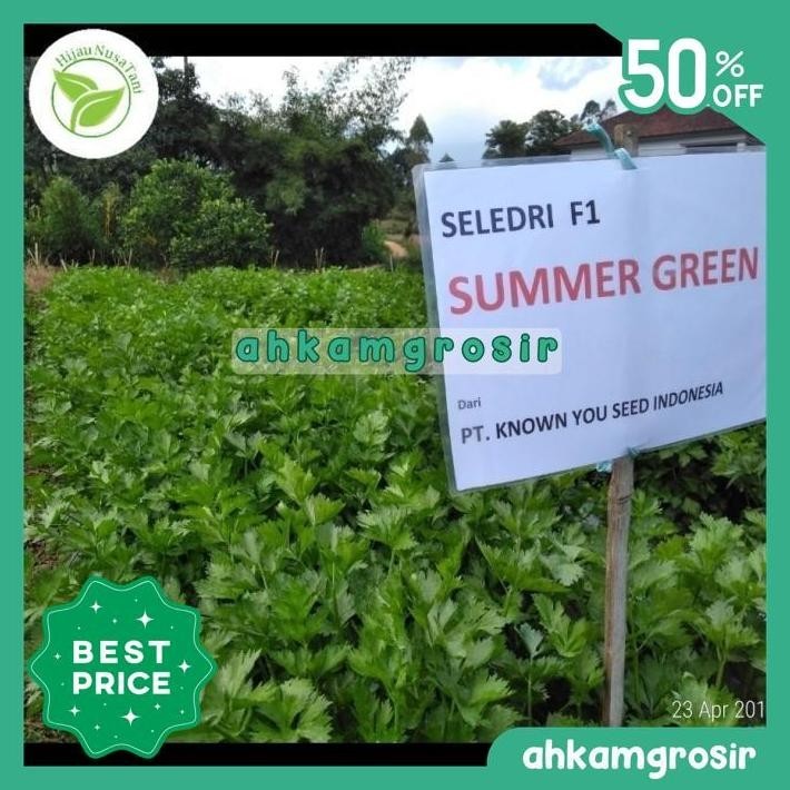 BENIH SELEDRI SUMMER GREEN (10 GR) - KNOWN YOU SEED [MURAH] BEST BRAND
