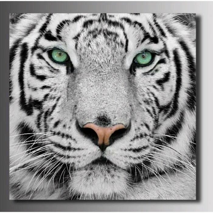 Repro digital gambar foto lukisan macan tiger putih grey