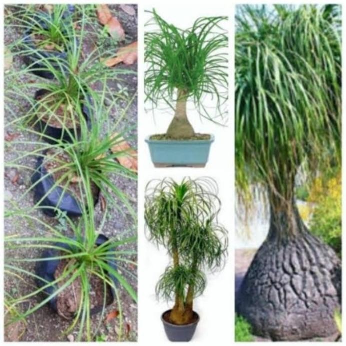 TERMURAH TANAMAN NOLINA PONYTAIL PALM GARANSI