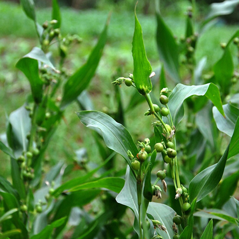 Seed Center - Bibit Benih Hanjeli (5 Seeds)