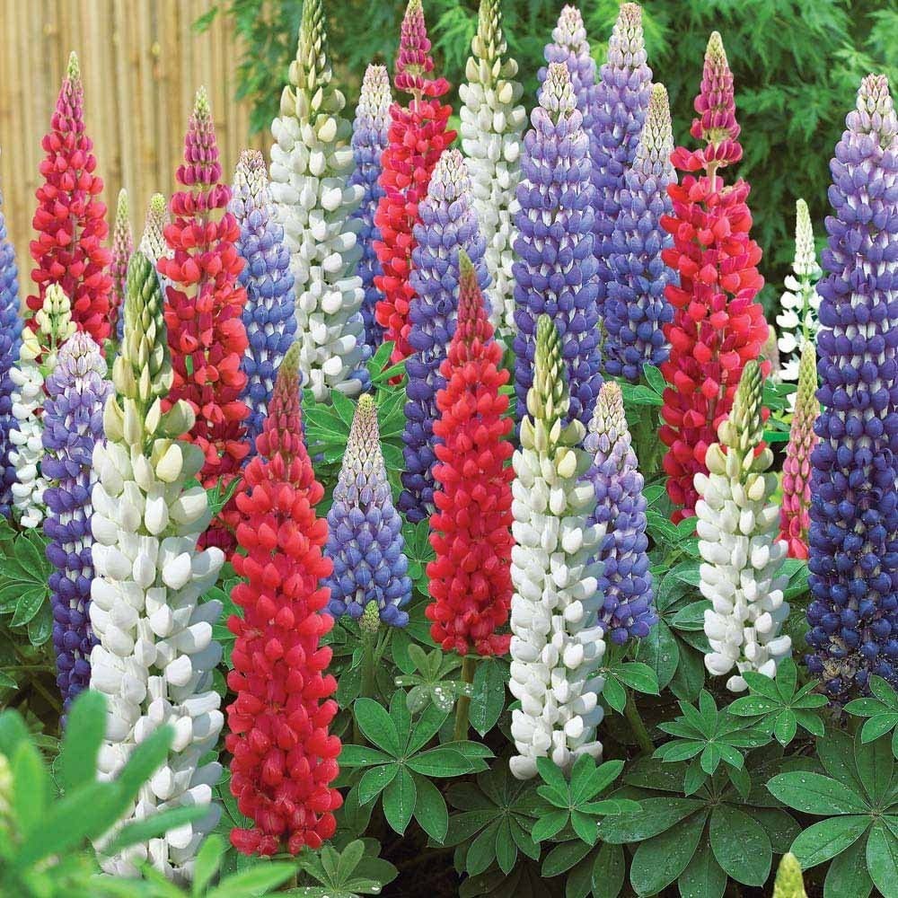 Seed Center - Bibit Benih Bunga Lupine Mix (2 Seeds)