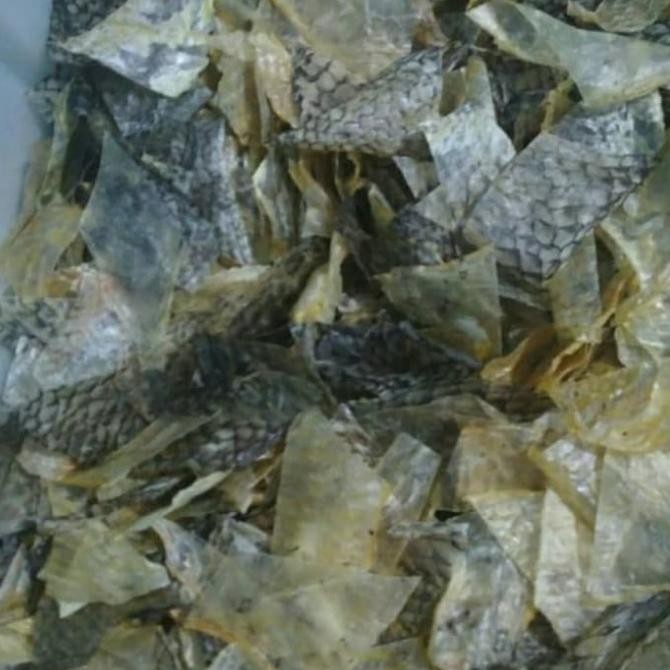 

KERUPUK KULIT IKAN KAKAP MENTAH L21T