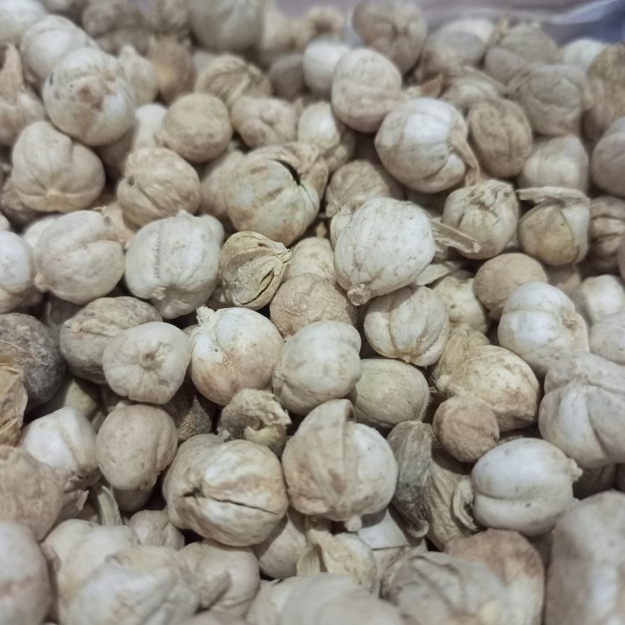 

Kapulaga/Kapulogo Putih Premium Kemasan 500 Gram (1/2 Kg)