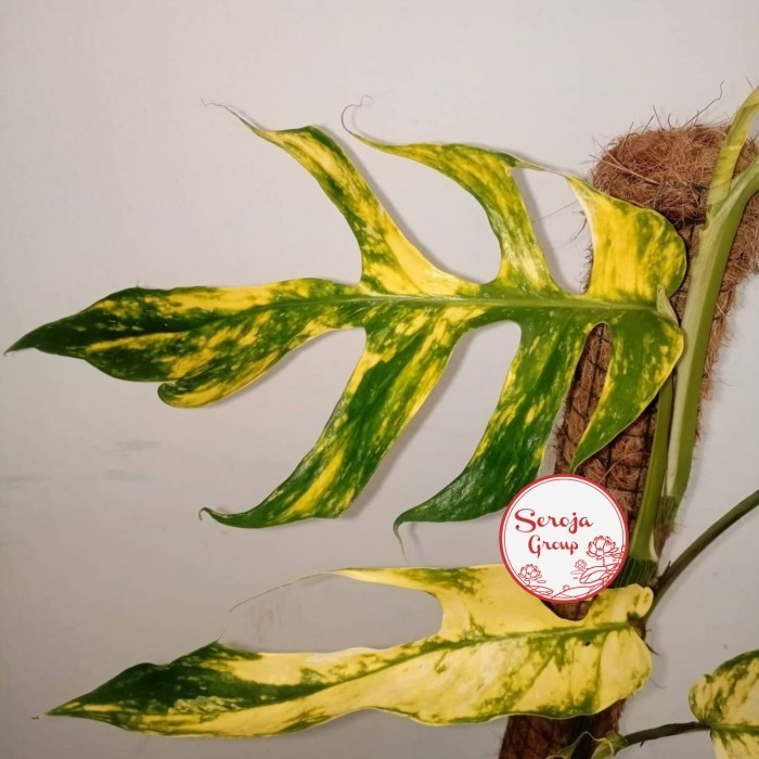 Epipremnum Kujang / Epipremnum Yellow Variegata F1