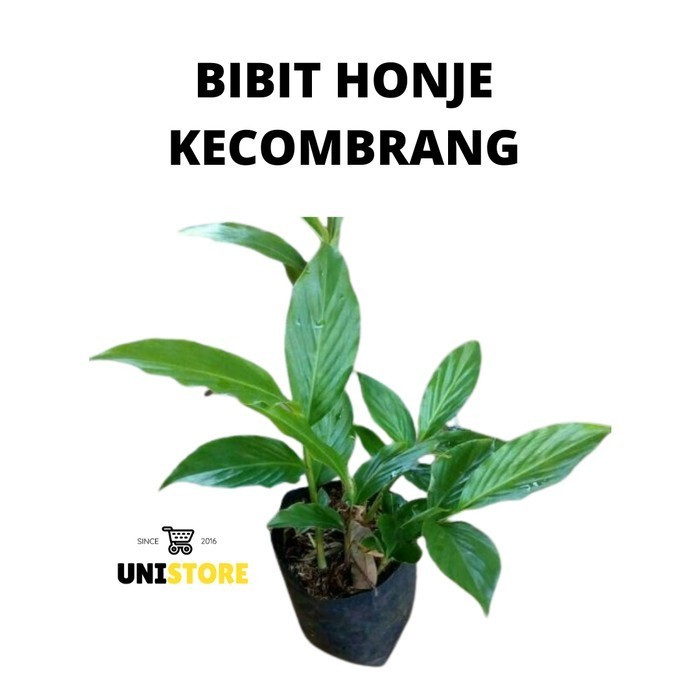 

FX604 Bibit Kecombrang Hijau Atau Honje Untuk Bahan Masakan Rasa Segar NEW